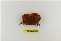 藏品(疣粒團扇蟹)的圖片